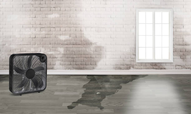 Best Water damage restoration near me  in Camilla, GA